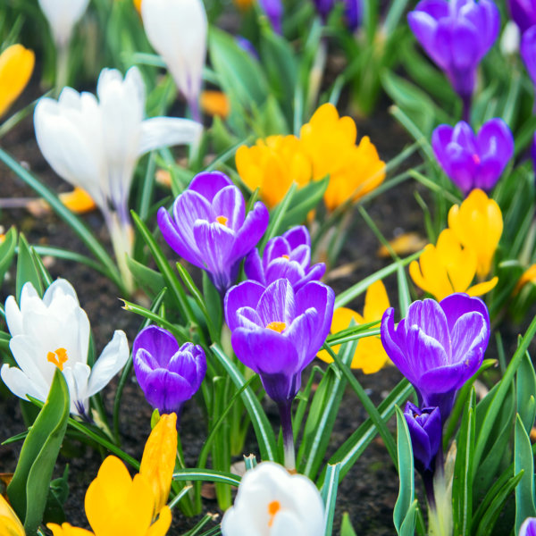 Crocus Large Flowered Mixed